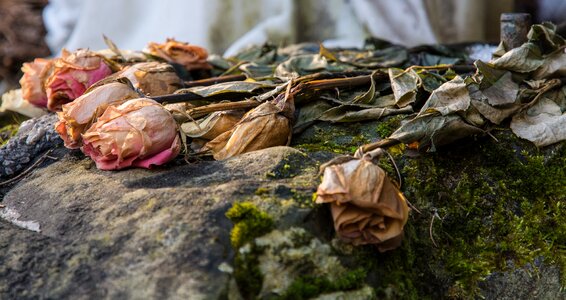 Faded flower withered bloom