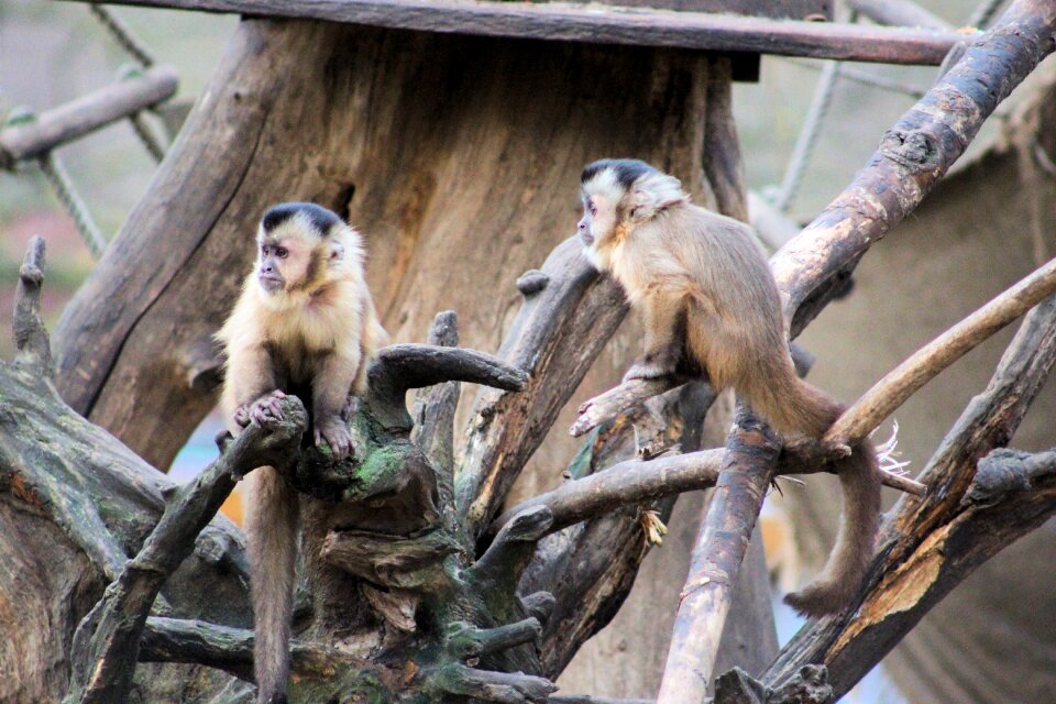 Zoo capuchins animals