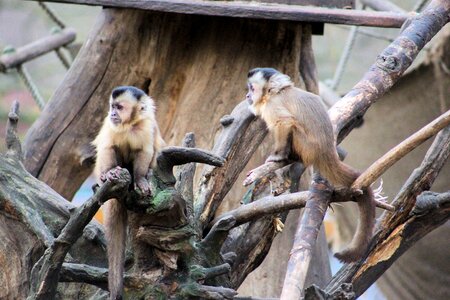 Zoo capuchins animals