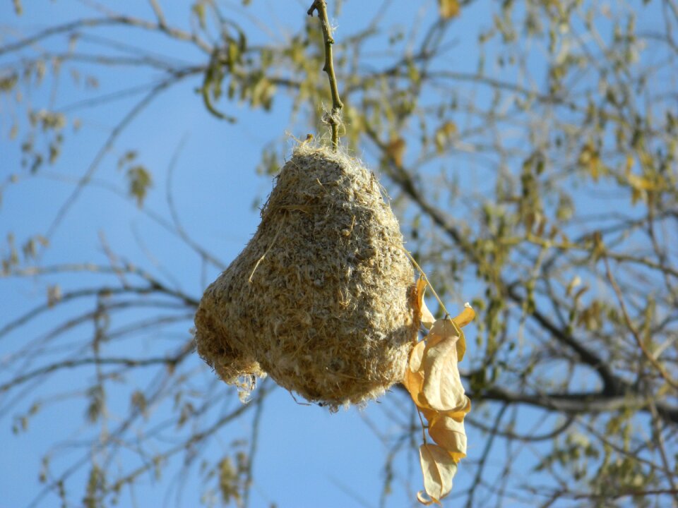 Nightingale's nest amin willow tree