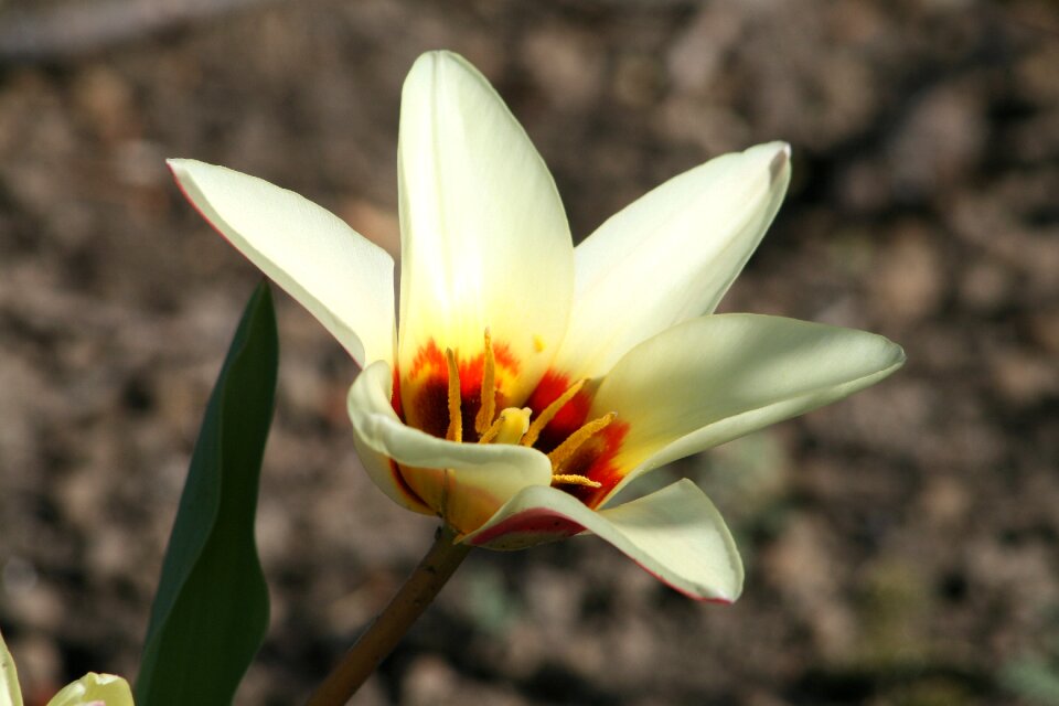 Horticulture tulip botany