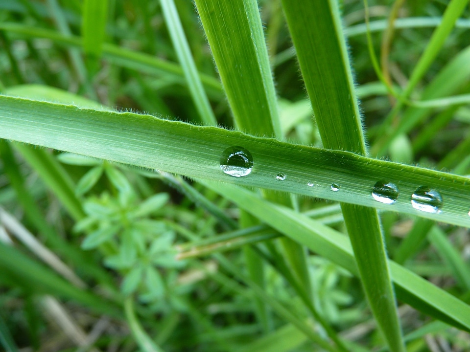 Nature morgentau drip