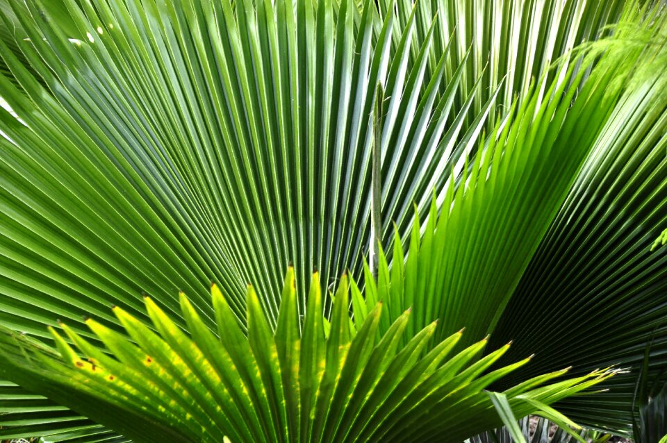 Tropics flora caribbean