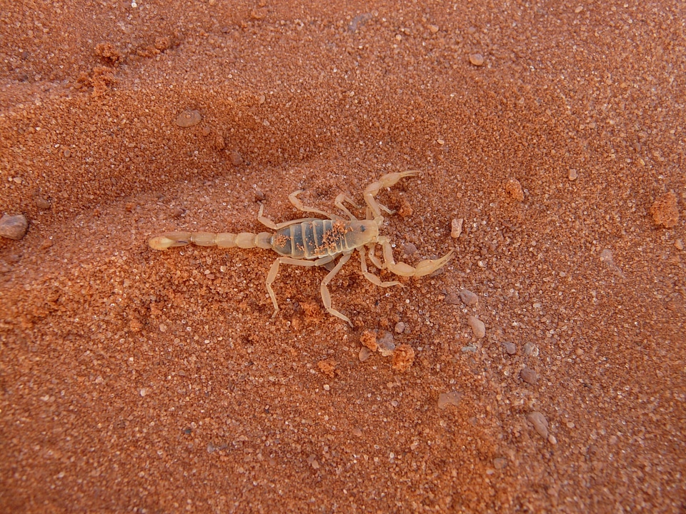 Sting animal creature