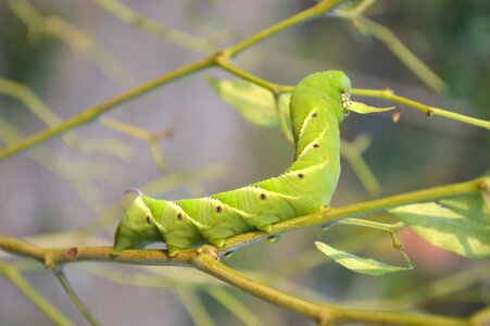 Nature caterpillar guyana photo