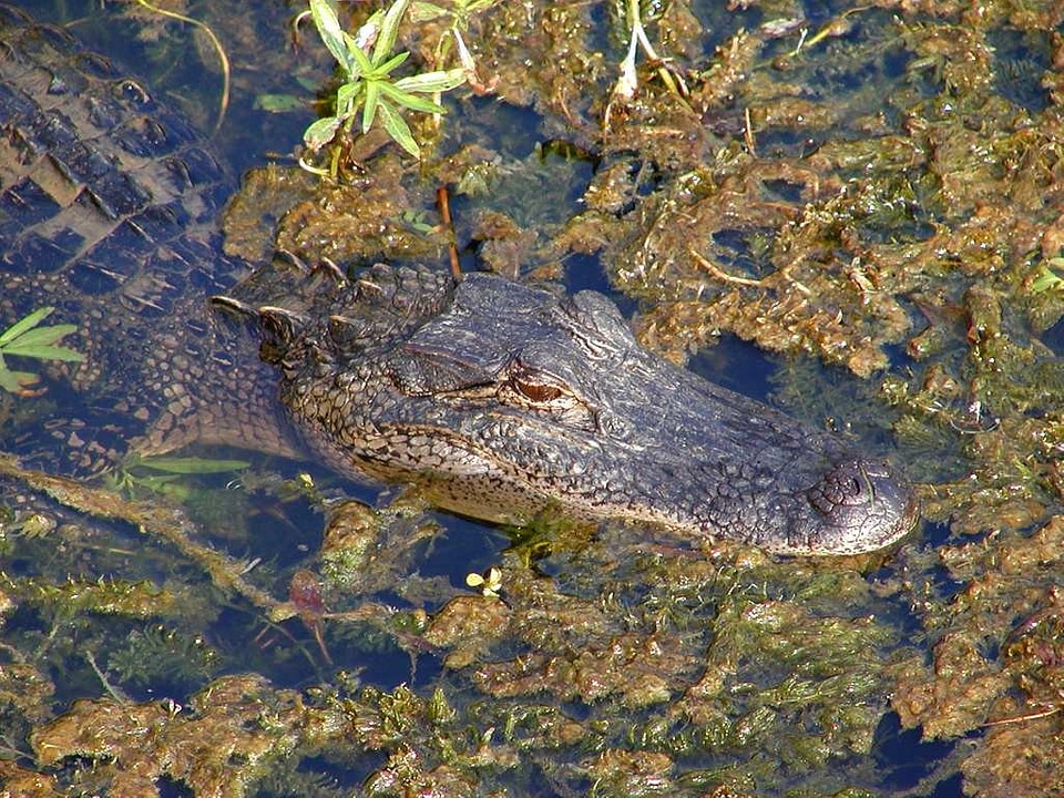 Alligator animal animals