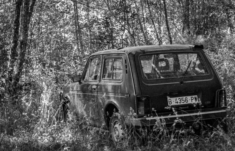 Old forest black and white