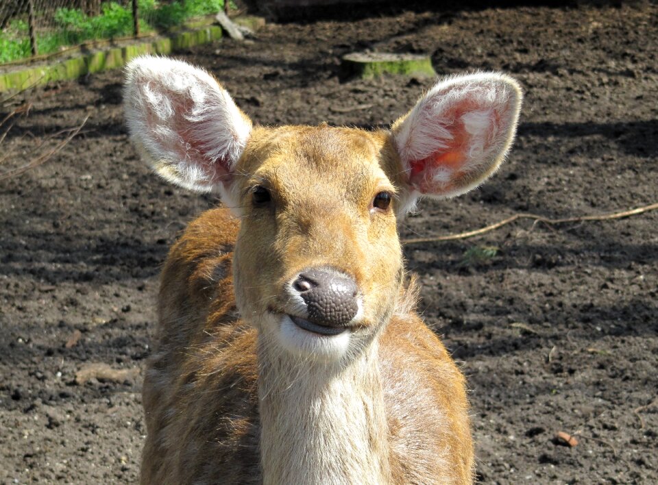 Cervidae nature wild animals