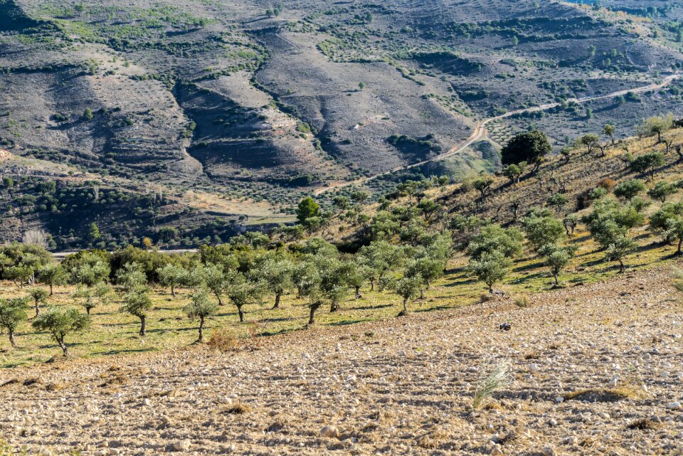 Olive trees sky sun