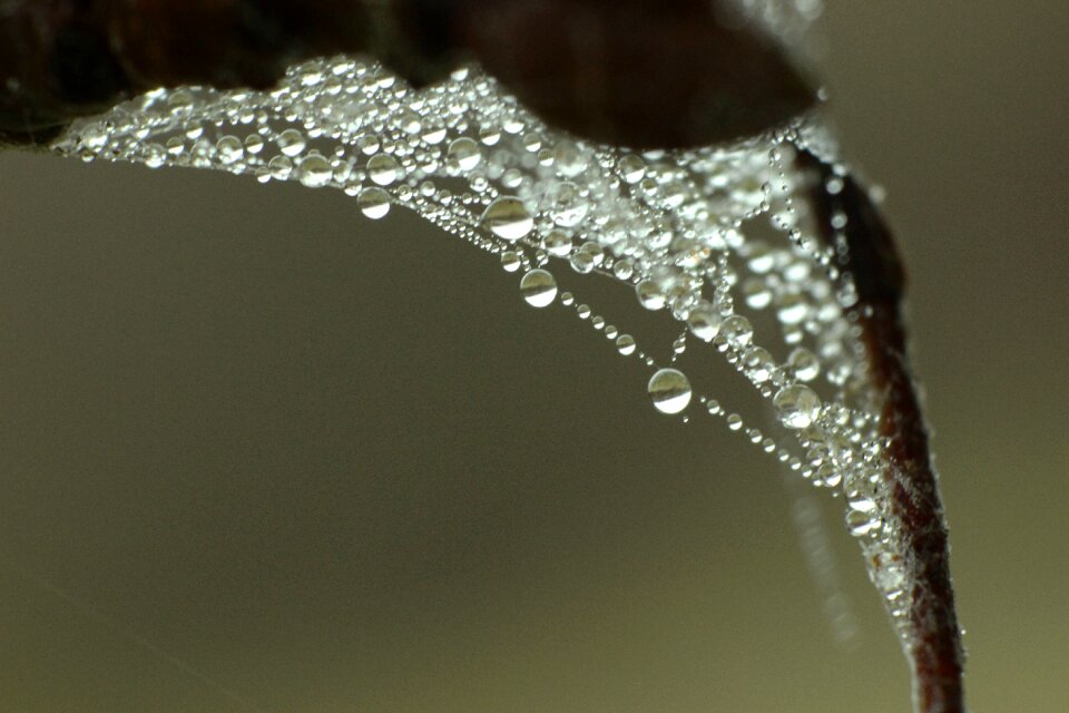 Macro close up nature