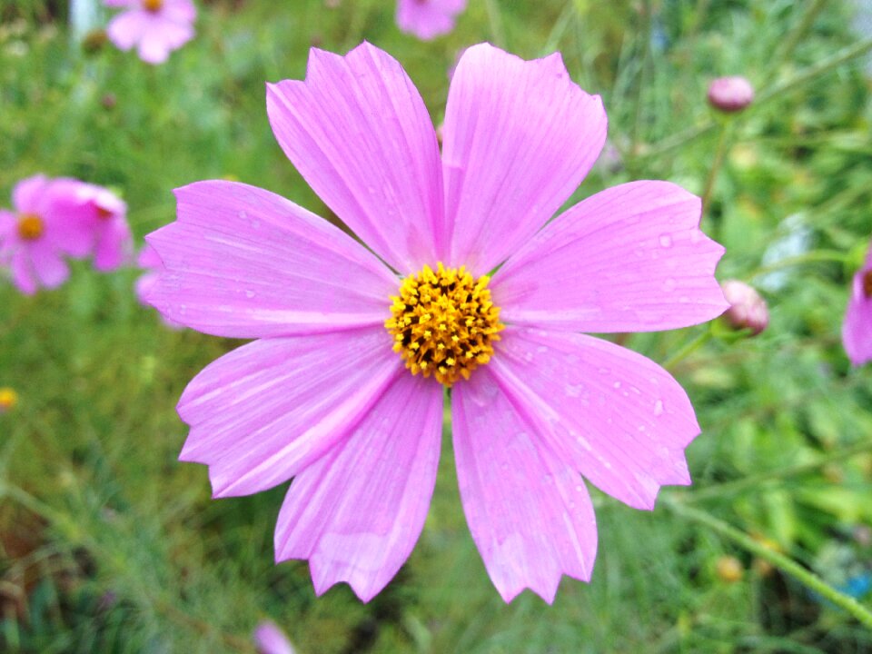 Floral nature plant photo