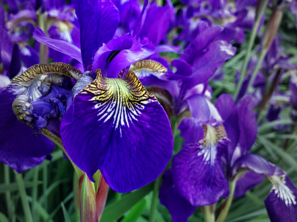 Plant spring nature