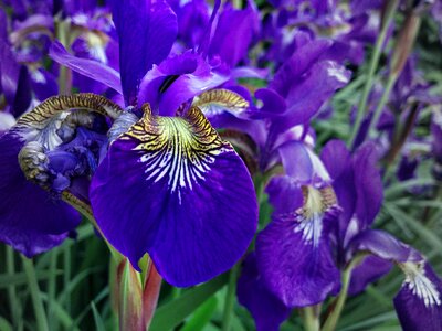 Plant spring nature