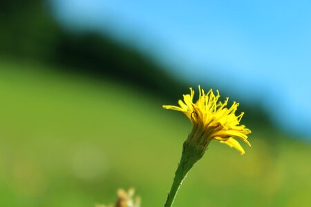 Out of focus pointed flower meadow photo