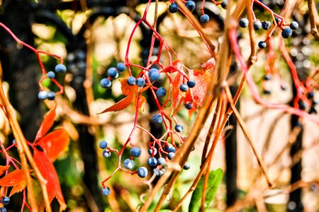 Qingdao autumn close-up