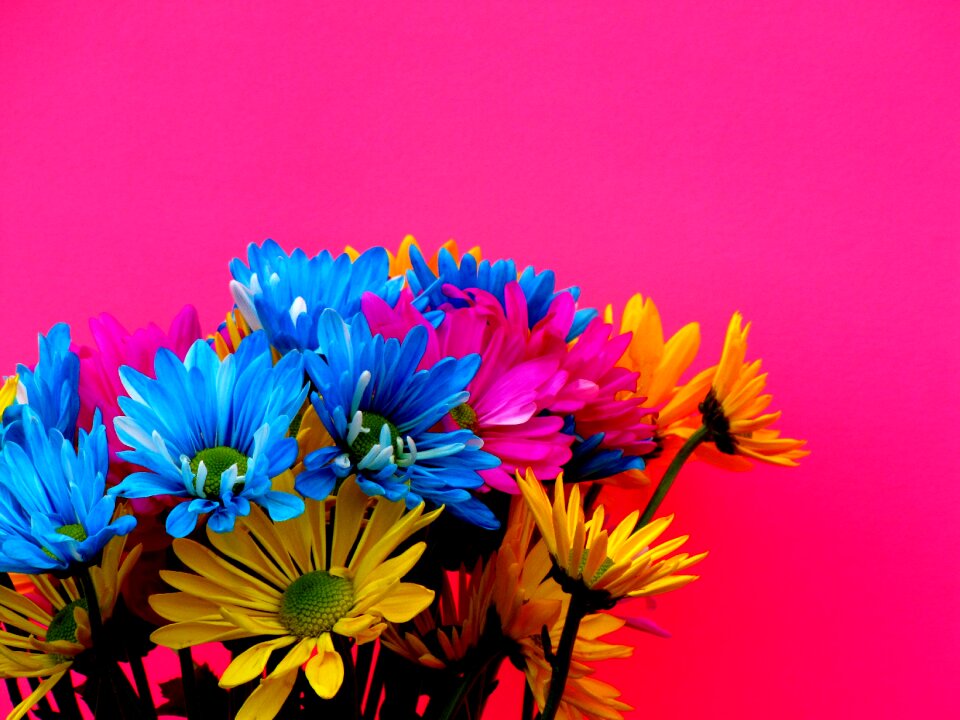Margaritas colors flowers