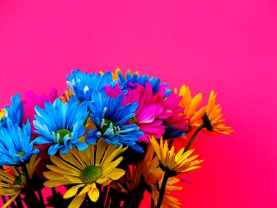 Margaritas colors flowers