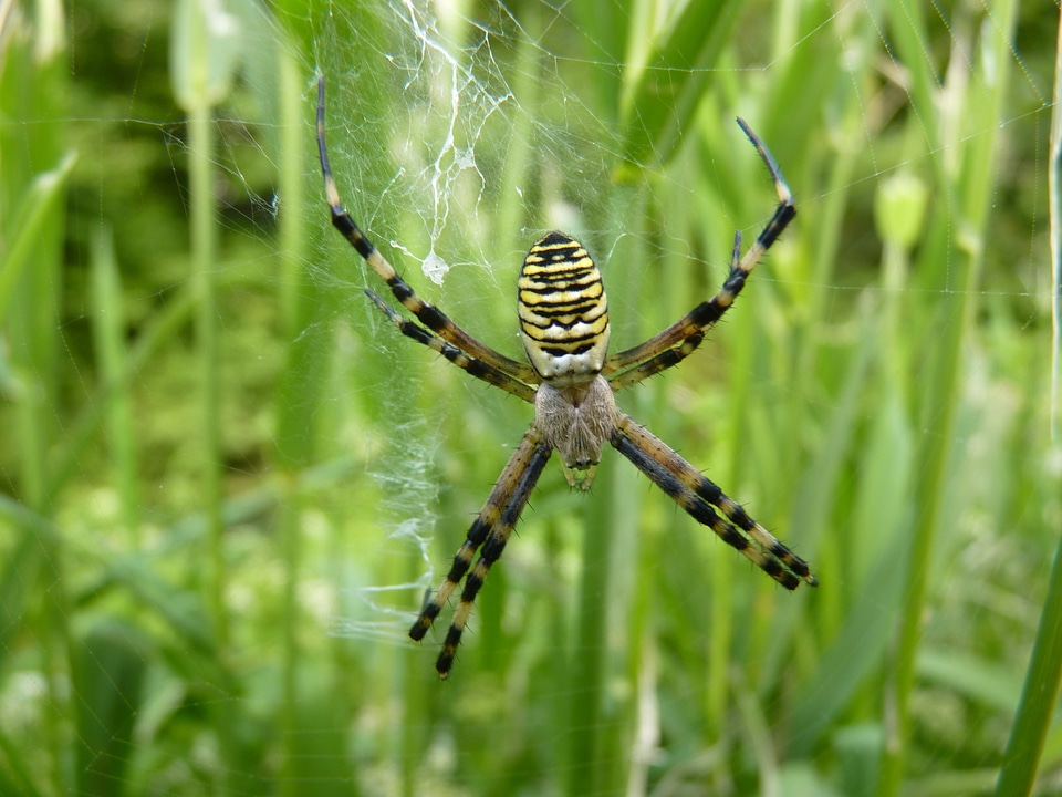 Toxic cobweb animal