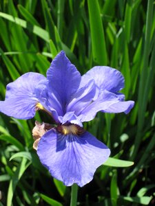 Blossom nature lavender