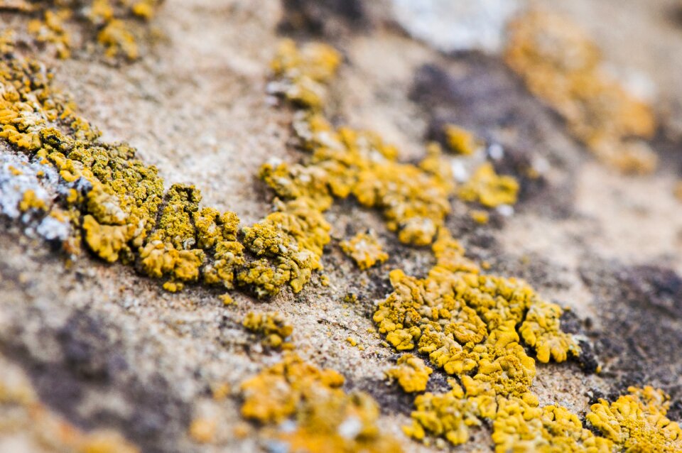 Macro yellow