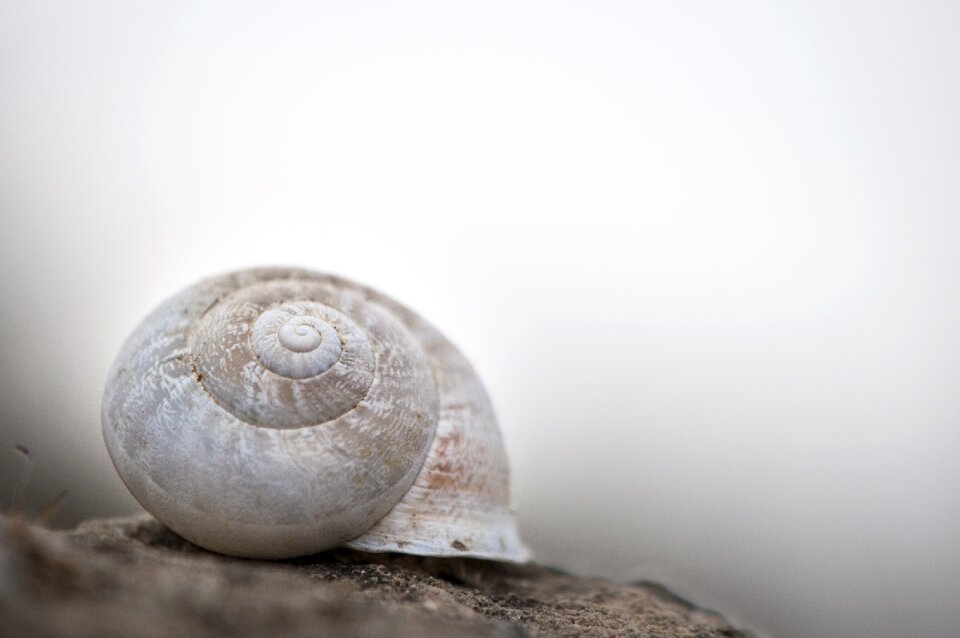 Invertebrate helix