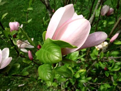Nature landscaping blossom