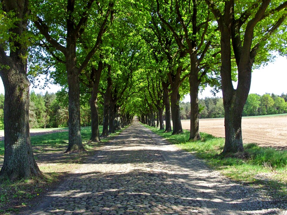 Trees tree lined avenue shady