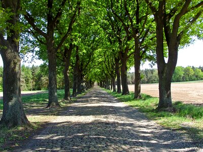 Trees tree lined avenue shady