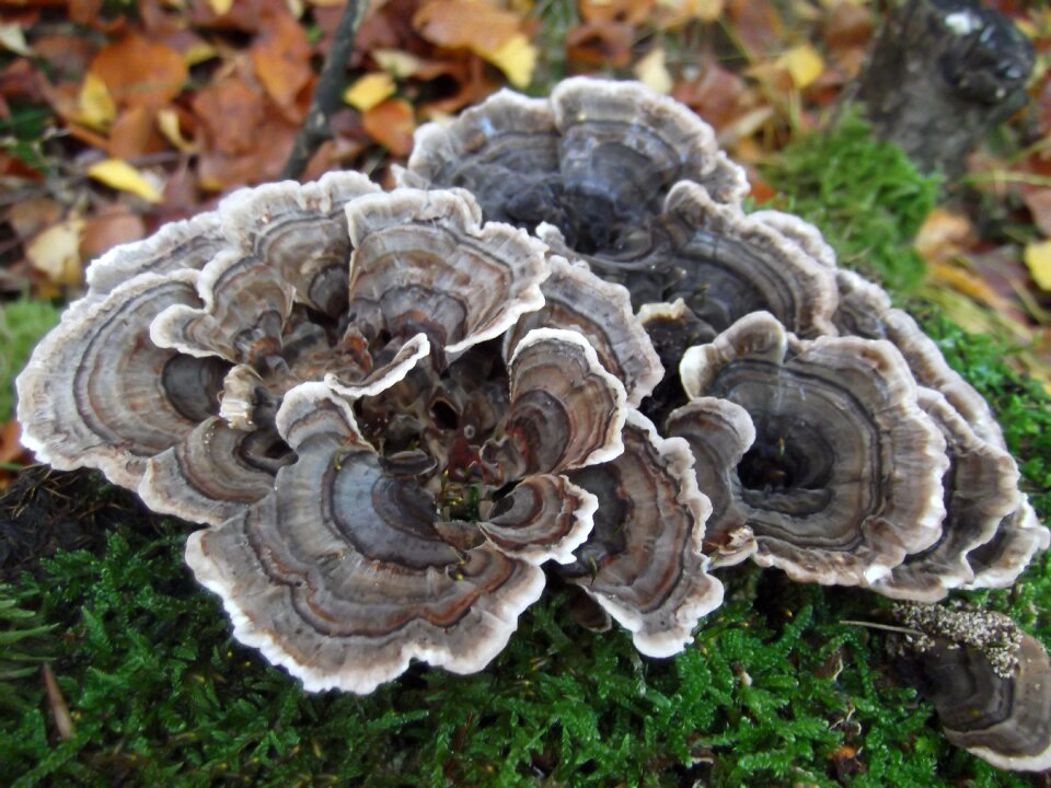Mushroom tree fungus nature