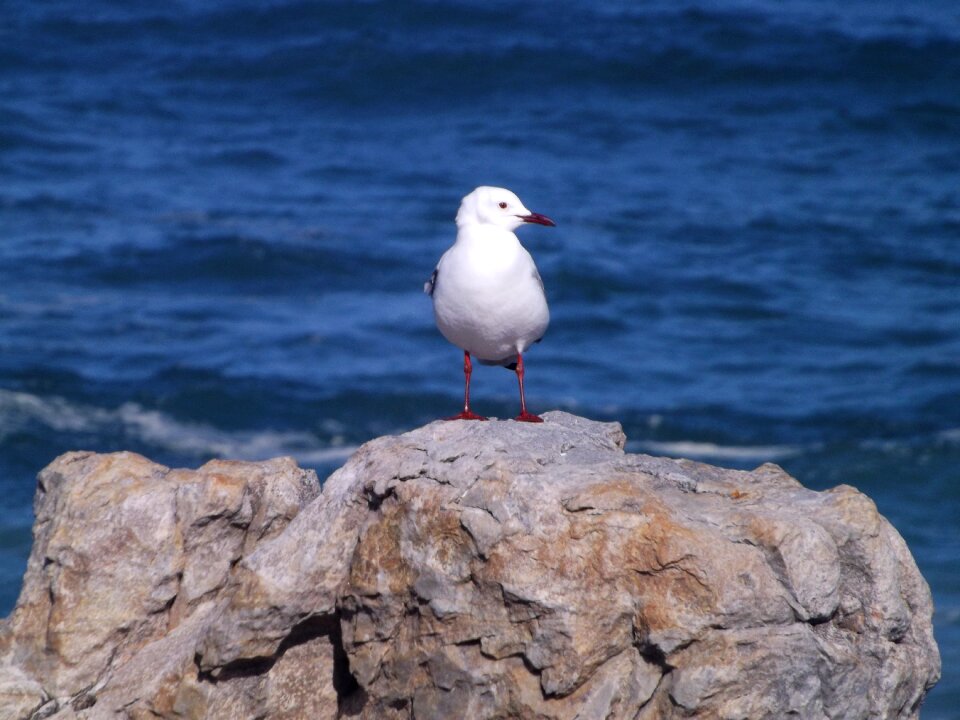 Nature ocean gull