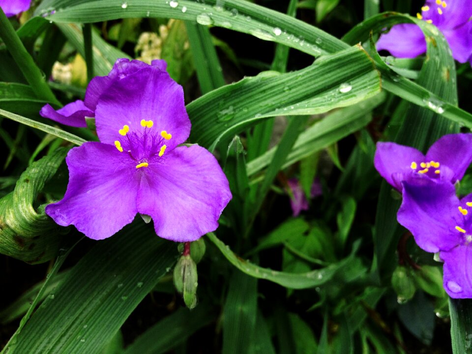 Natural plant spring
