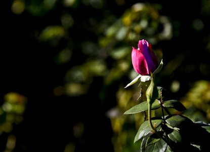 Bud blossom floral