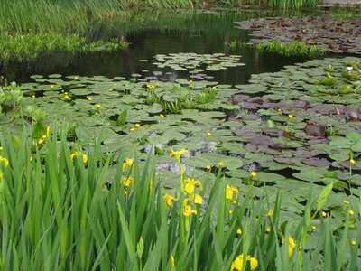 Iris pseudacorus pond water lilly