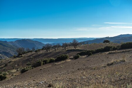 Olive trees sky sun photo