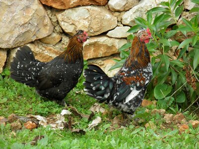 Dutch bantams farm hen