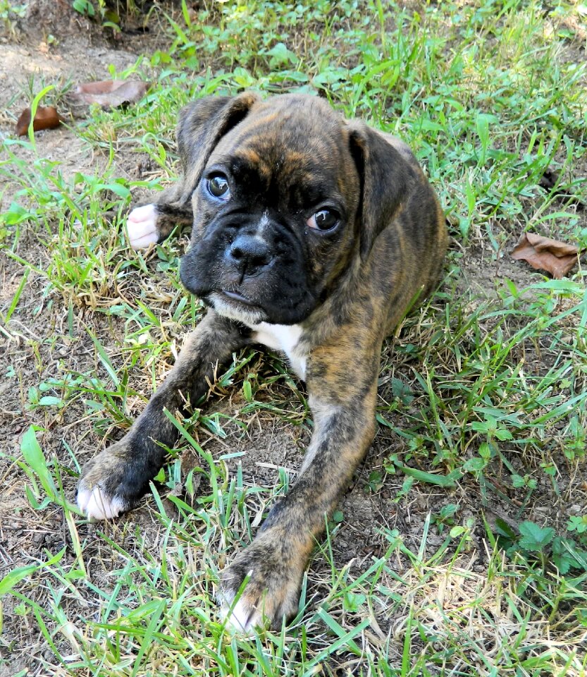 Canine adorable cute