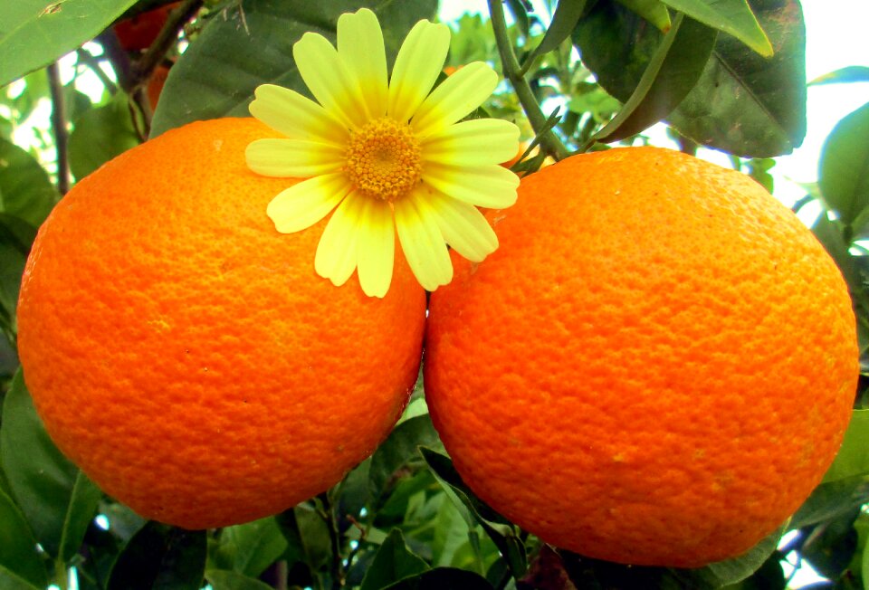 Nature vegetable citrus
