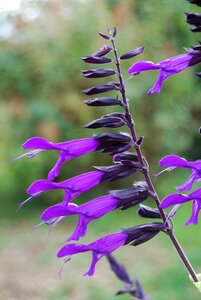 Plant violet flower