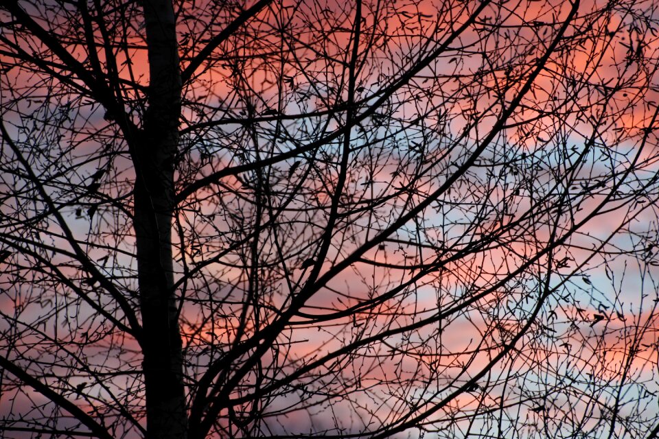 Branches clouds morgenstimmung