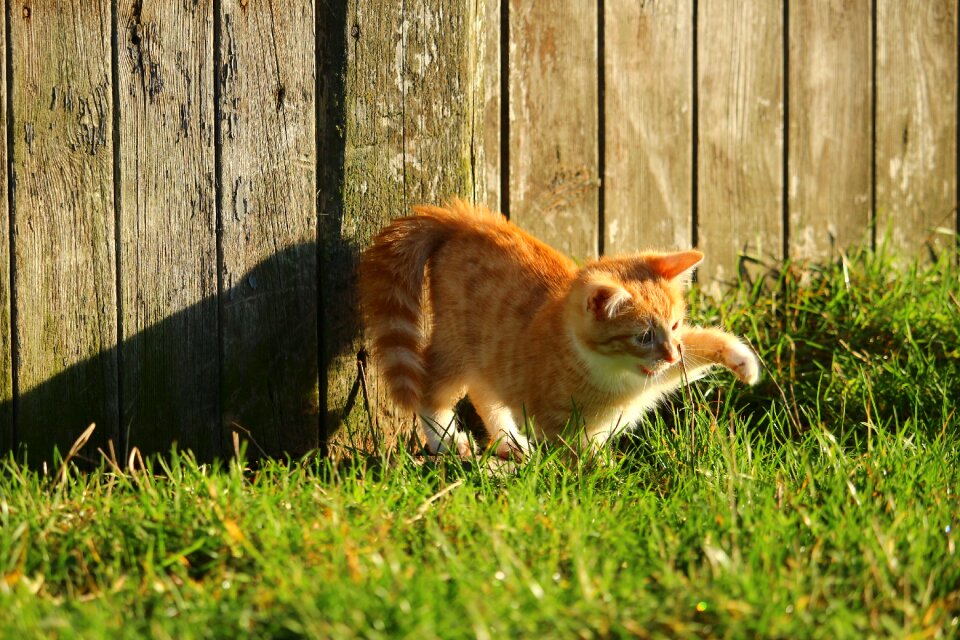 Cat baby young cat red cat