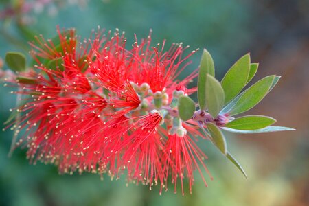 Flowers garden plant photo