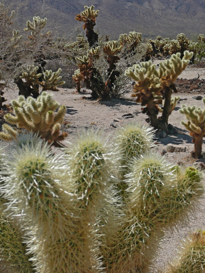 Park joshua tree california photo