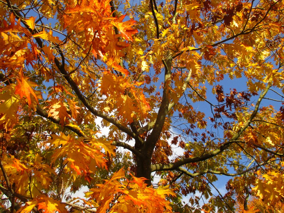 Yellow fall color nature