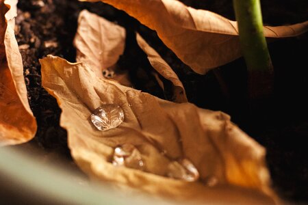Transparent waterdrop fall leaves