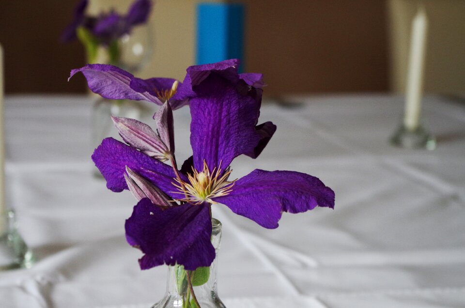 Table manners flower purple