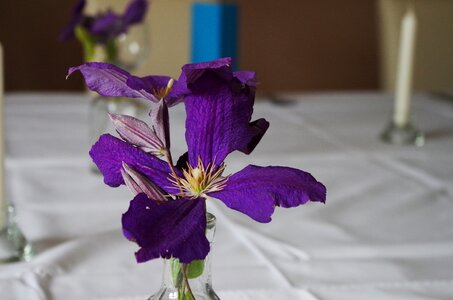 Table manners flower purple photo