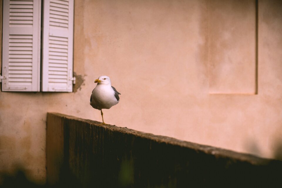 Animal standing wildlife