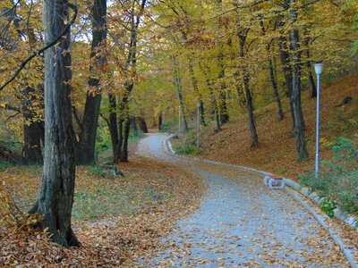 Yellow forest path photo
