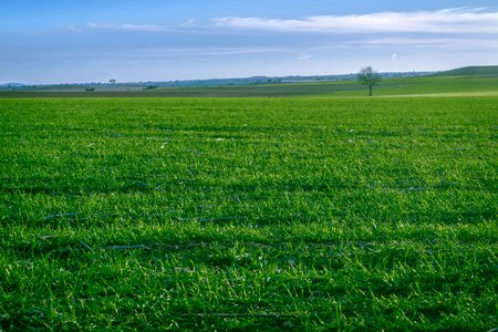 Cultivation cereals grasses photo