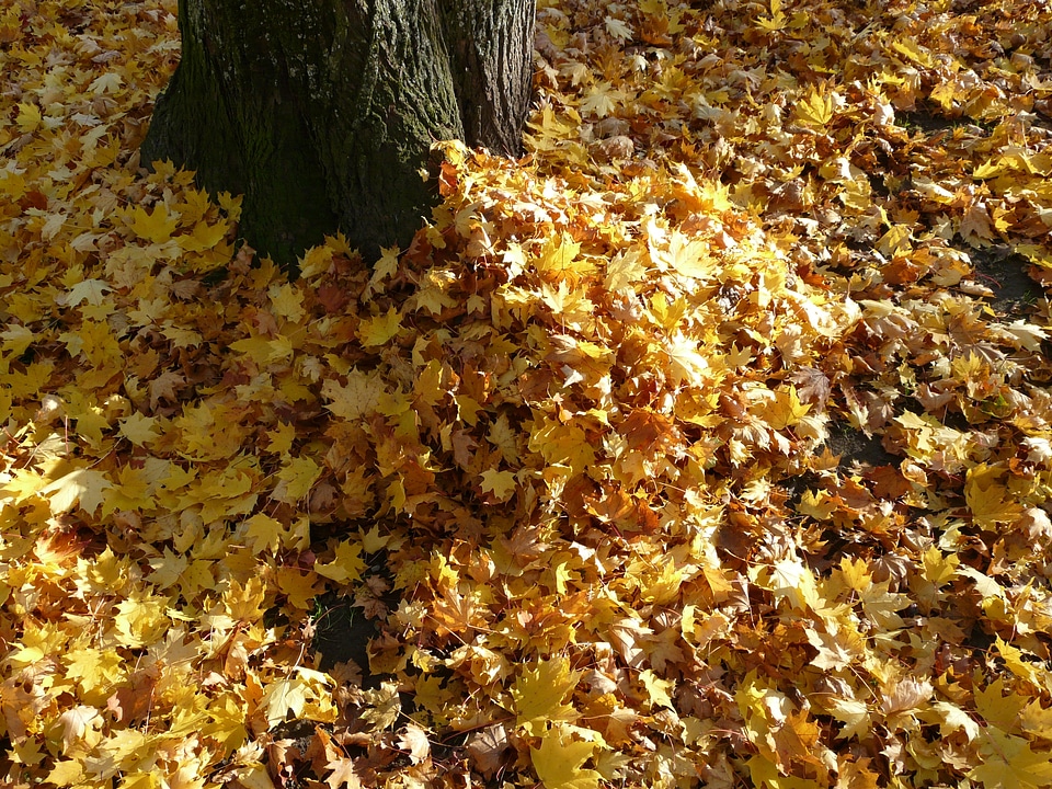 Fall foliage autumn forest brown